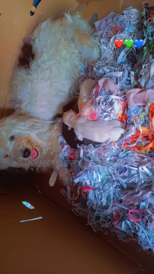 6-12 months Female Purebred Maltipoo