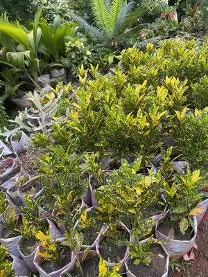 Green Grass and Flowers