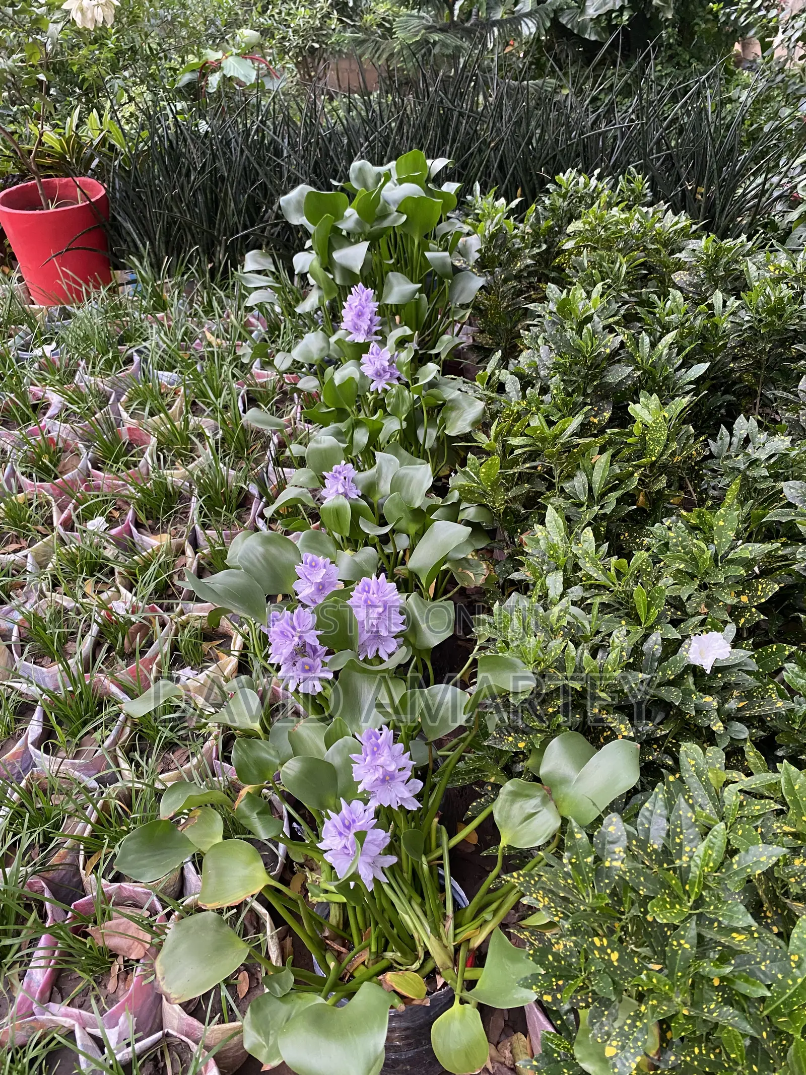 Green Grass and Flowers