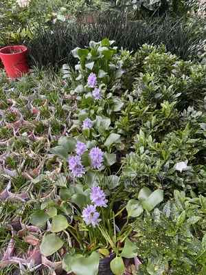 Green Grass and Flowers