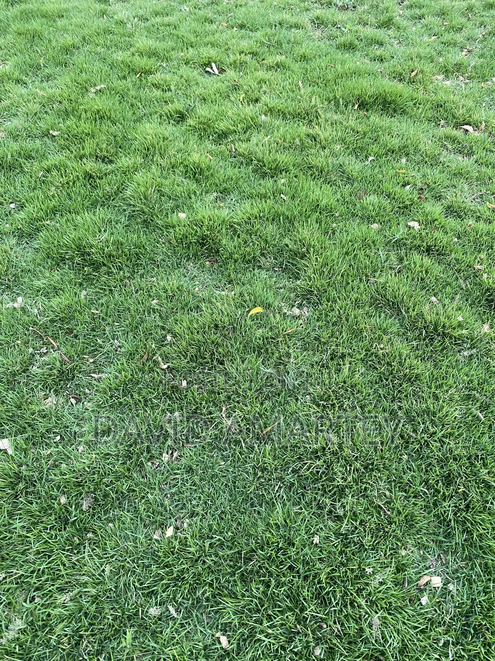 Green Grass and Flowers