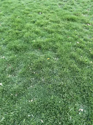 Green Grass and Flowers