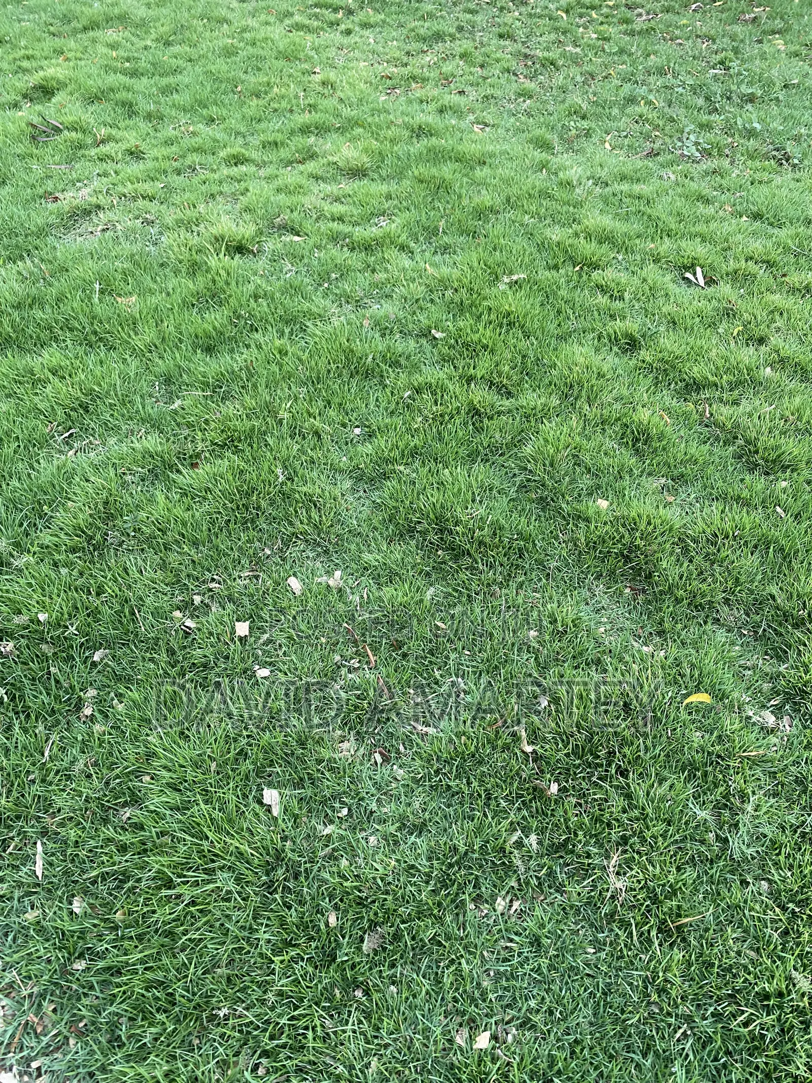 Green Grass and Flowers