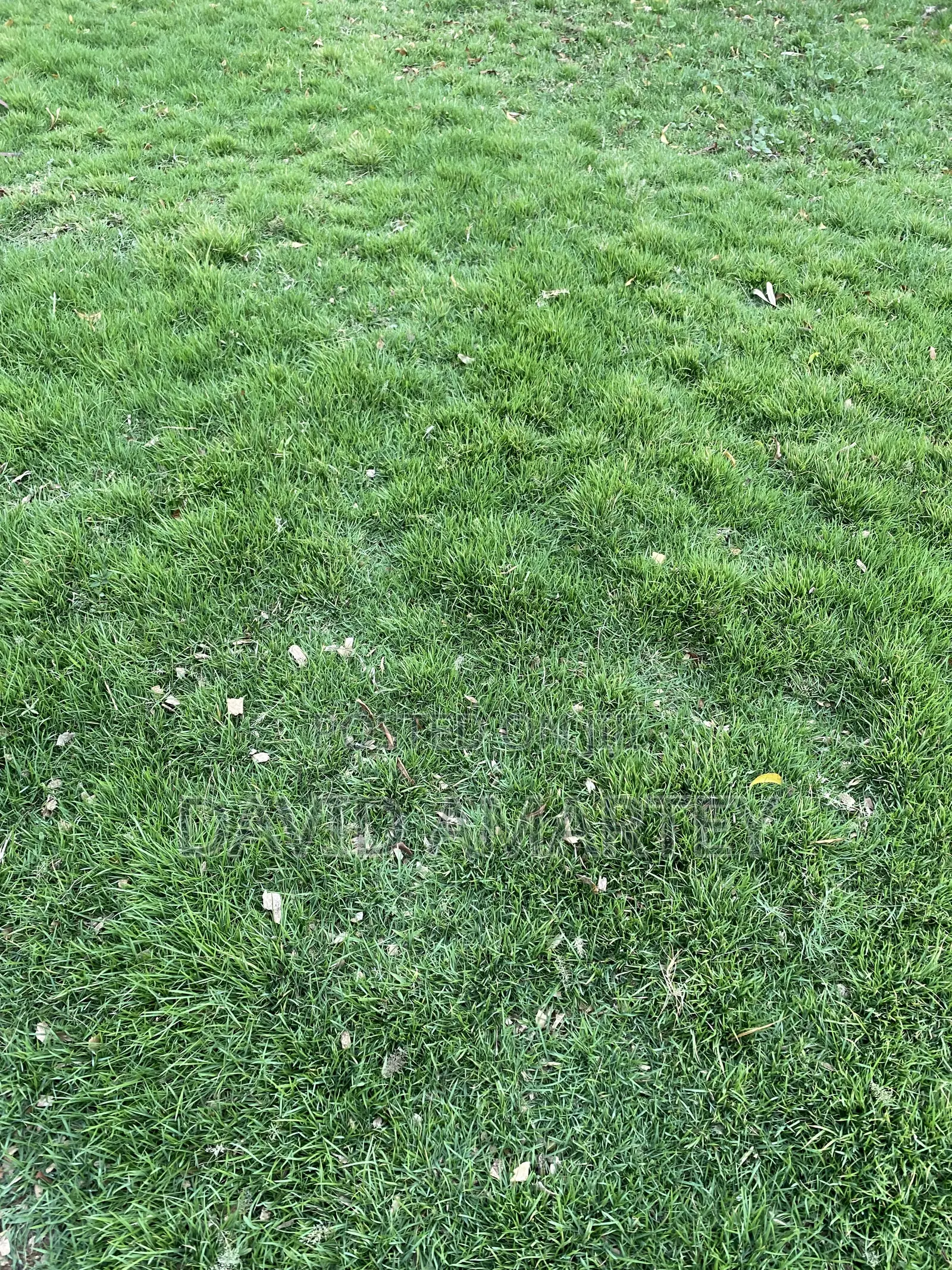 Green Grass and Flowers