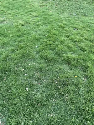 Green Grass and Flowers