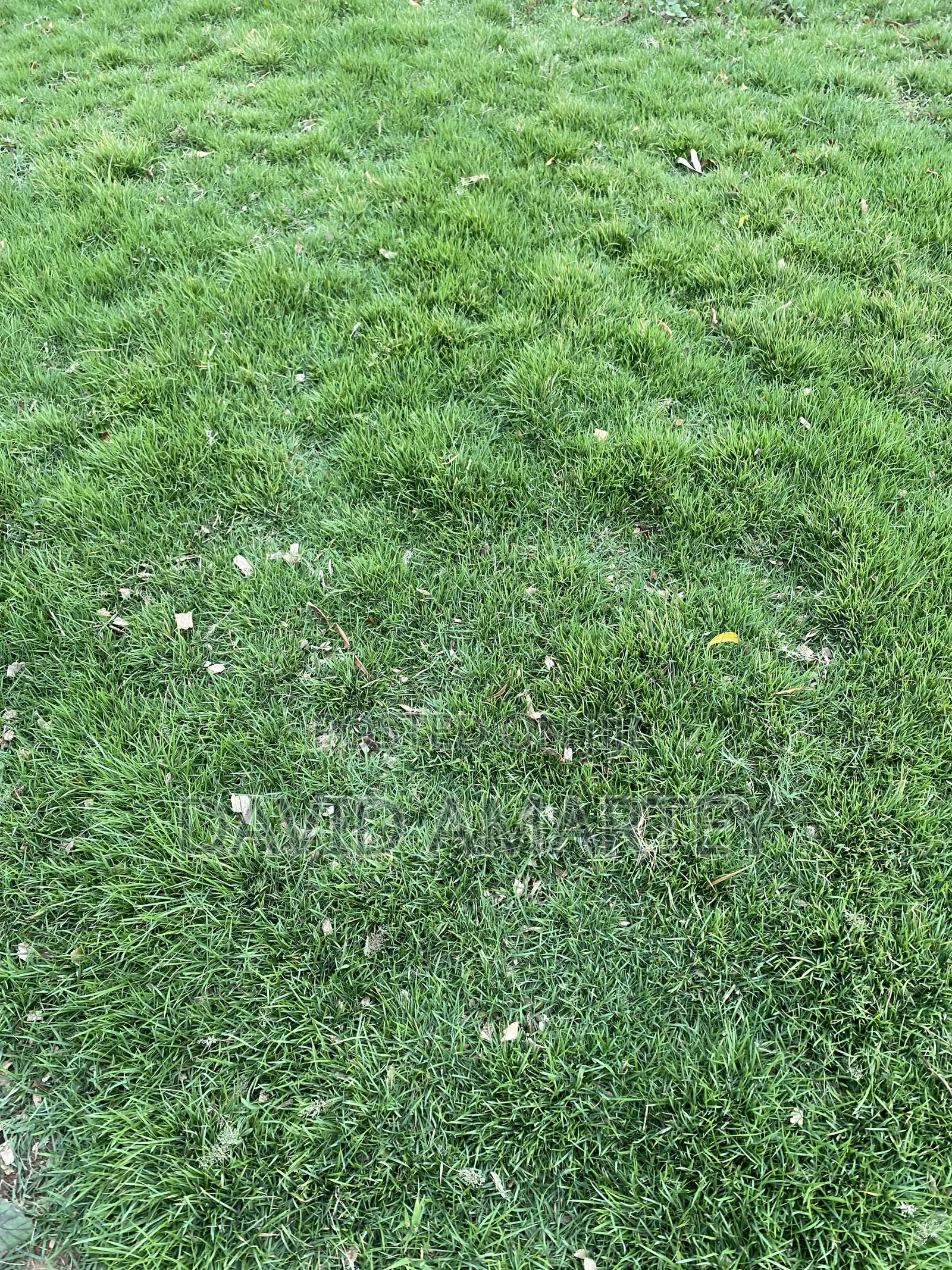 Green Grass and Flowers