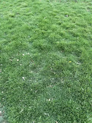 Green Grass and Flowers