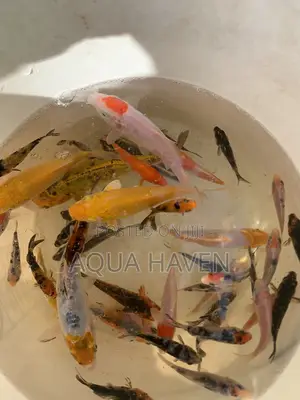 Aquarium Fishes