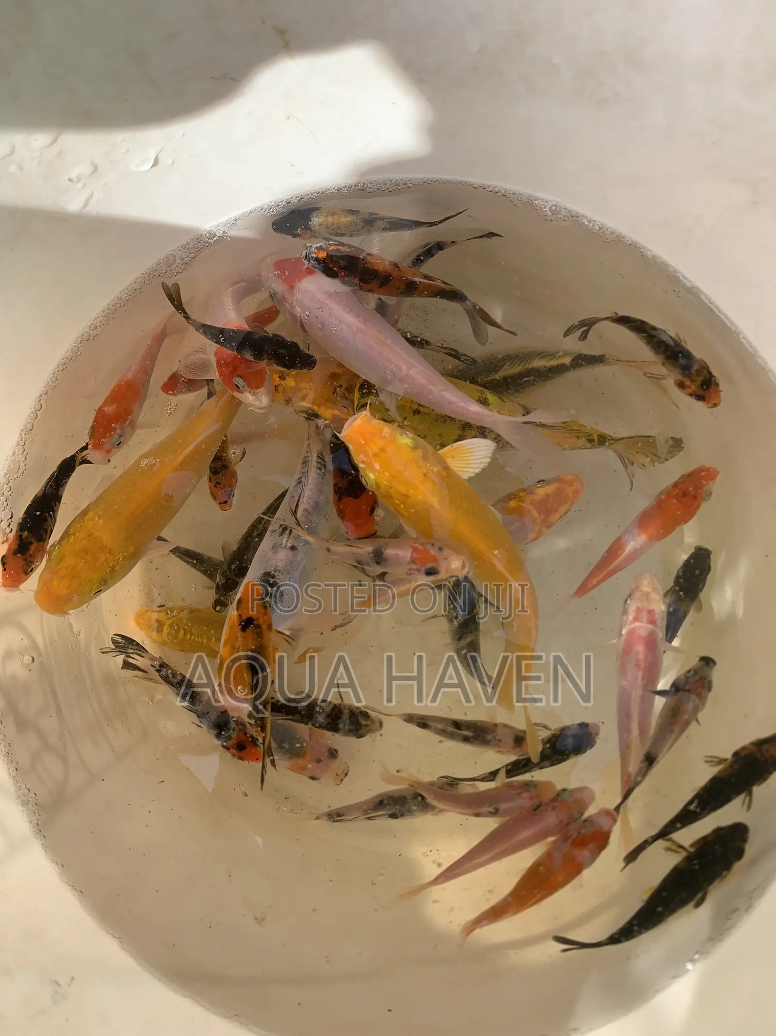 Aquarium Fishes