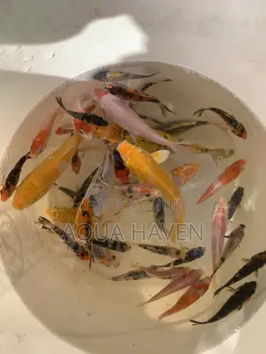 Aquarium Fishes