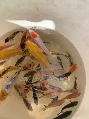 Aquarium Fishes