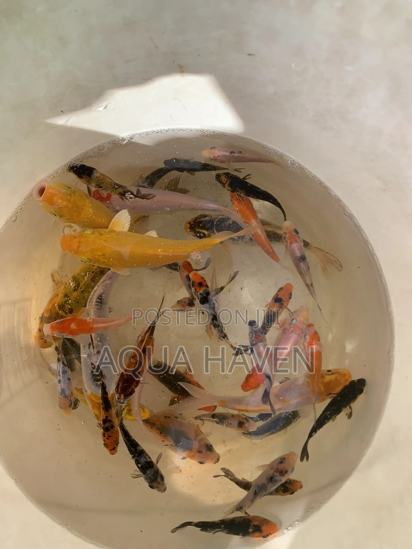 Aquarium Fishes