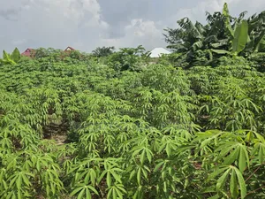 Land at Adubinsu-Biaa for Sale