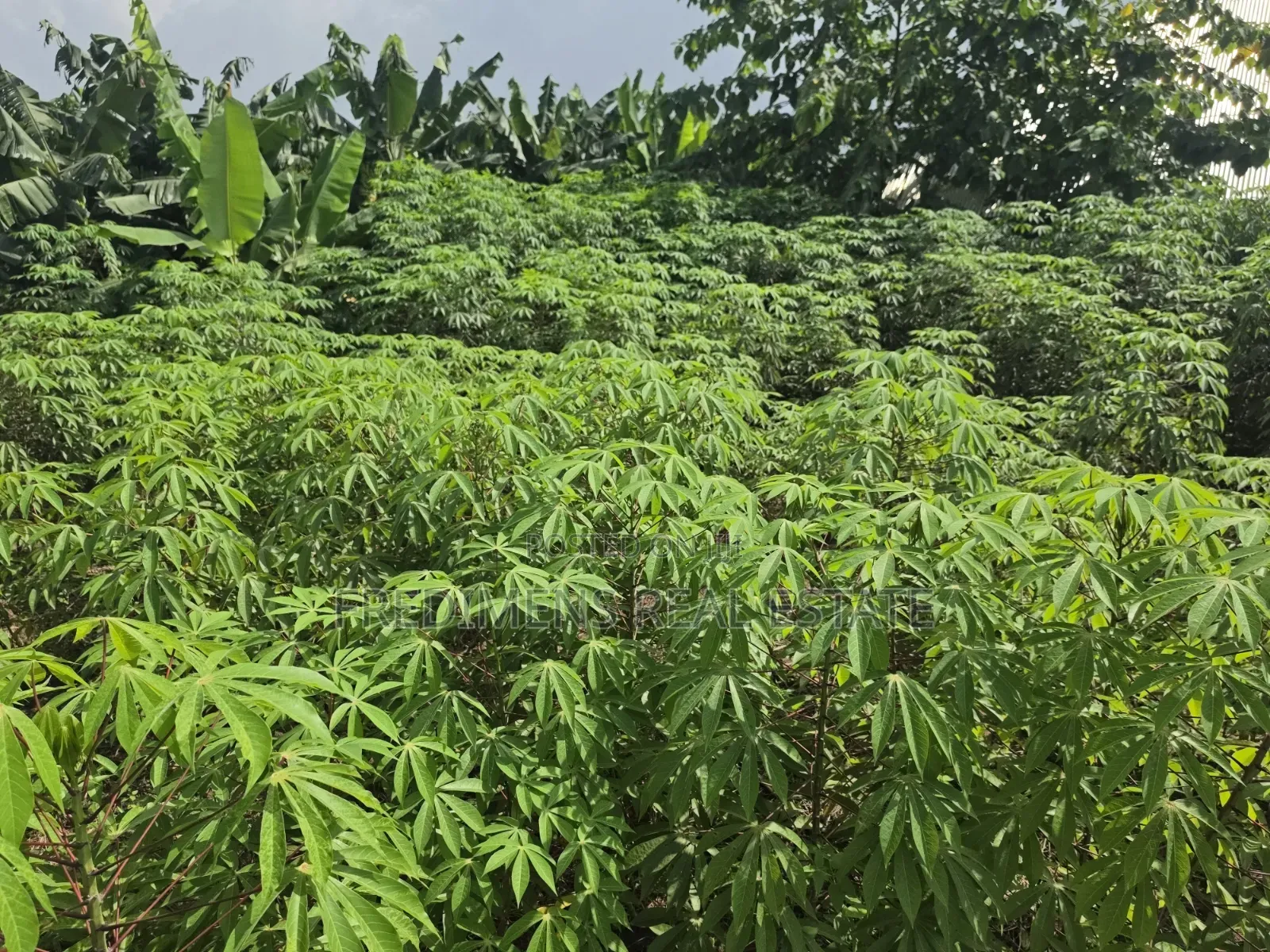 Land at Adubinsu-Biaa for Sale