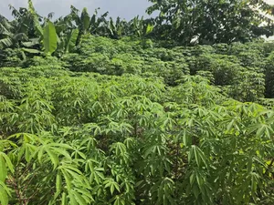 Land at Adubinsu-Biaa for Sale