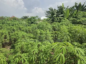 Land at Adubinsu-Biaa for Sale
