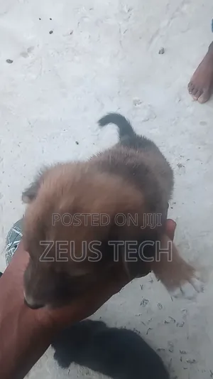 1-3 months Male Mixed Breed Dog
