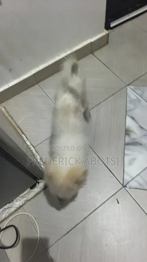 3-6 months Female Purebred Japanese Spitz