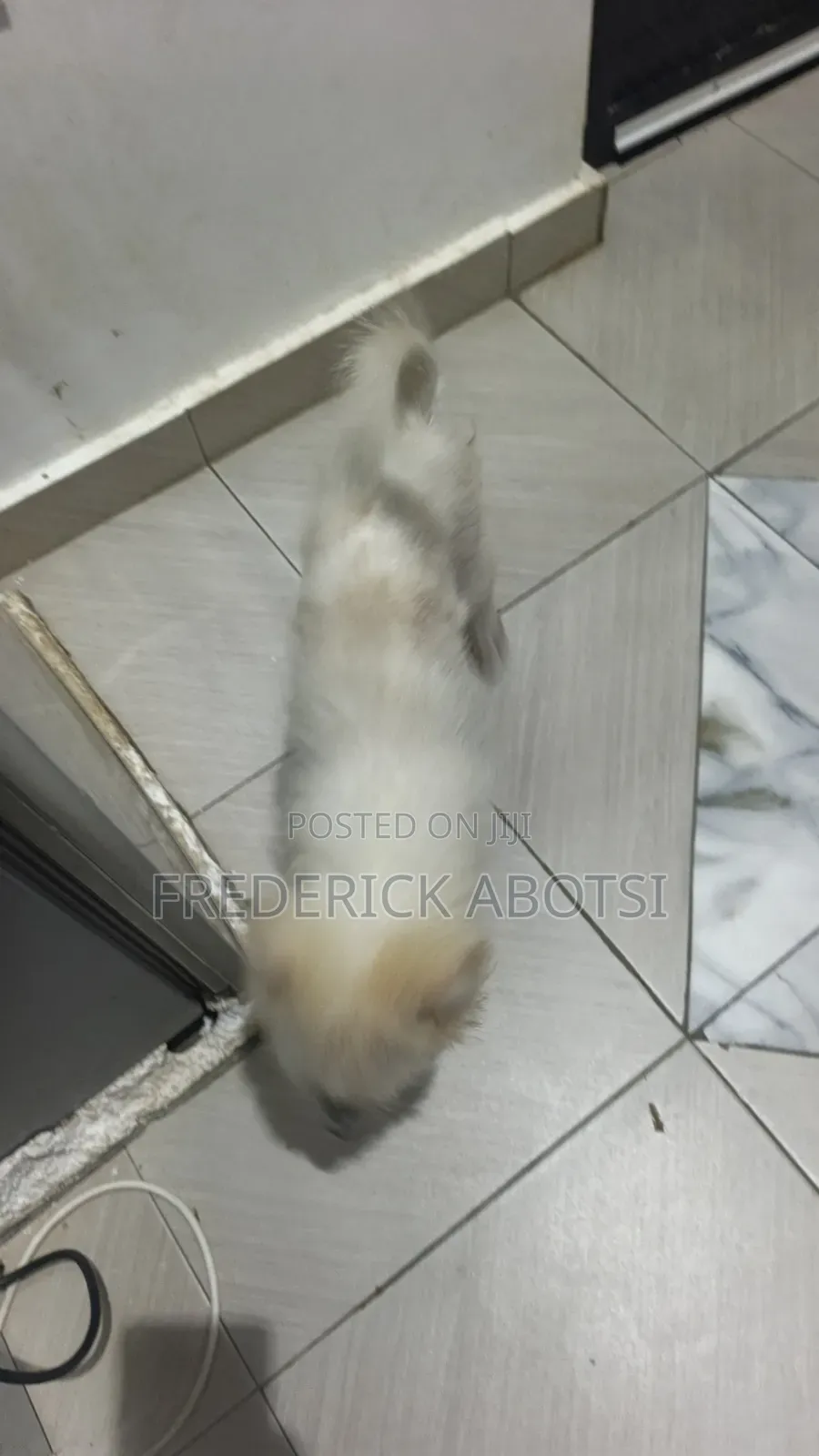 3-6 months Female Purebred Japanese Spitz