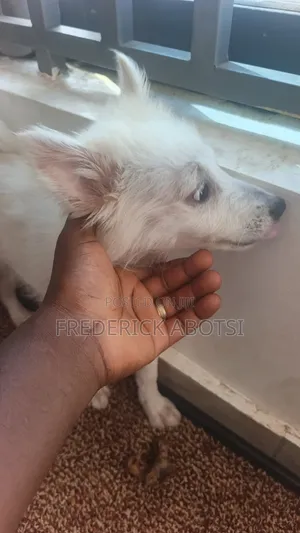 3-6 months Female Purebred Japanese Spitz