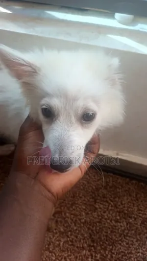 3-6 months Female Purebred Japanese Spitz