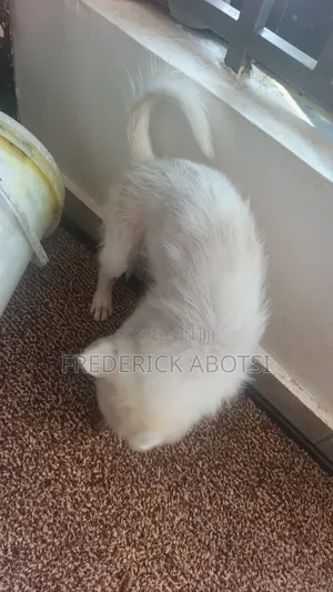 3-6 months Female Purebred Japanese Spitz