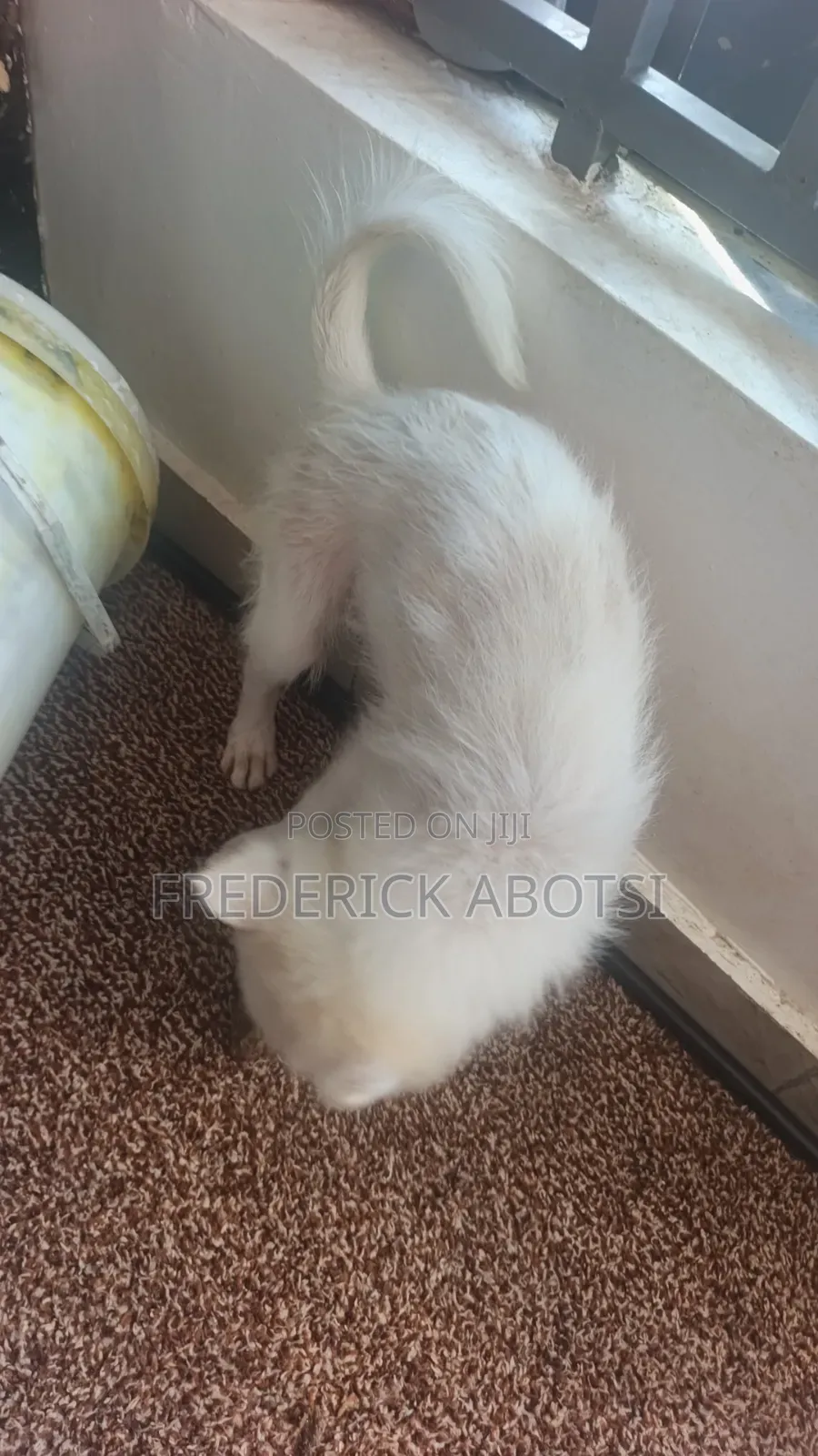 3-6 months Female Purebred Japanese Spitz