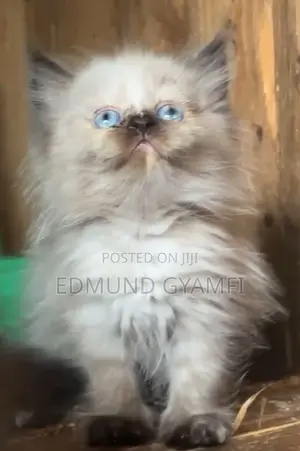 1-3 months Female Purebred Persian