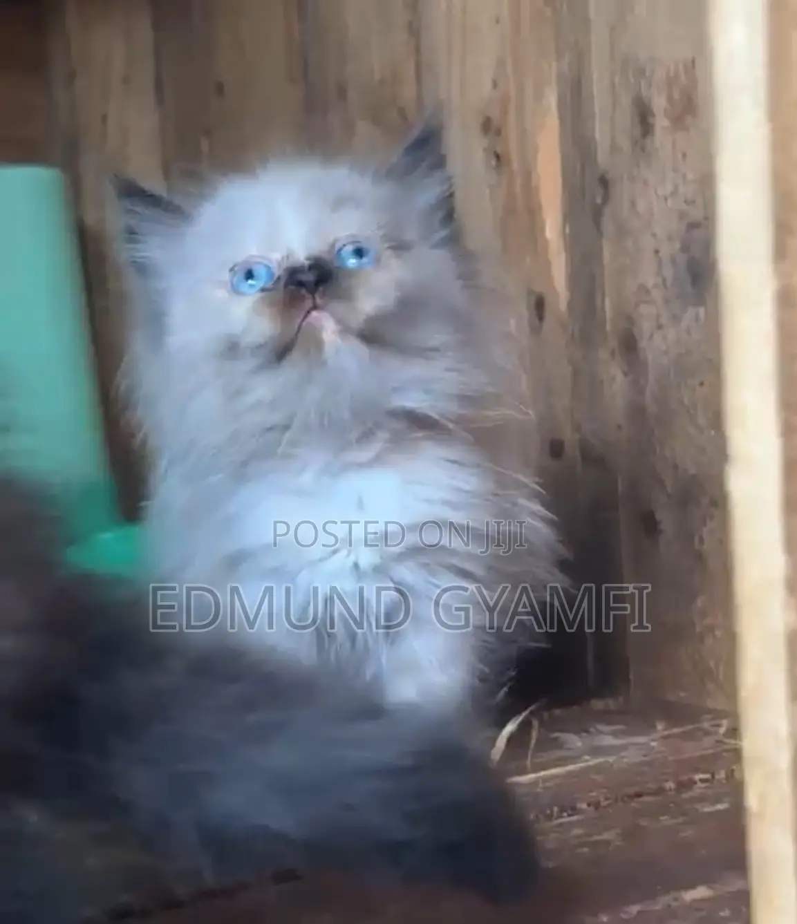 1-3 months Female Purebred Persian