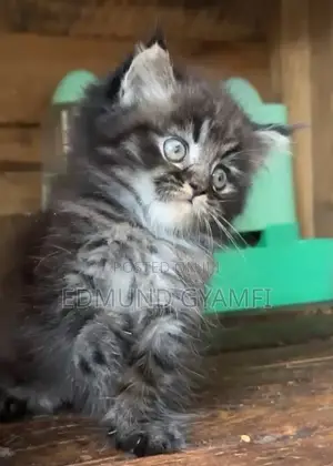 1-3 months Male Purebred Persian