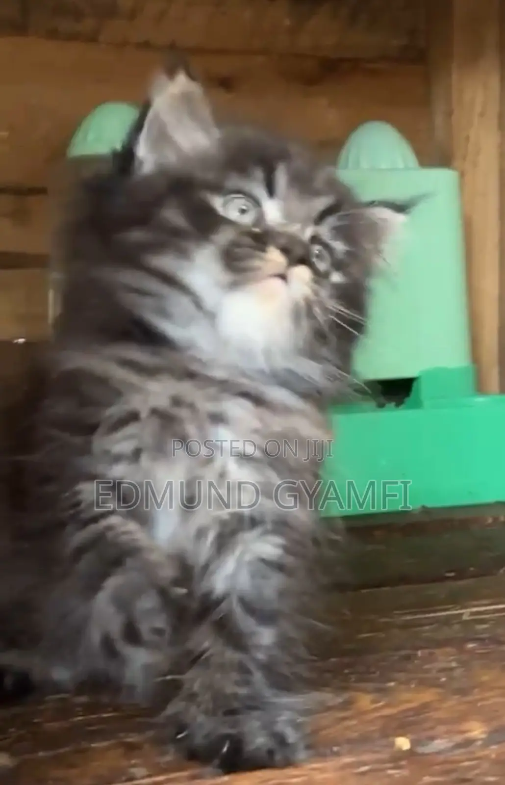 1-3 months Male Purebred Persian
