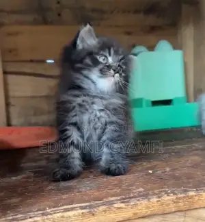 1-3 months Male Purebred Persian