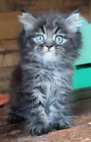 1-3 months Male Purebred Persian