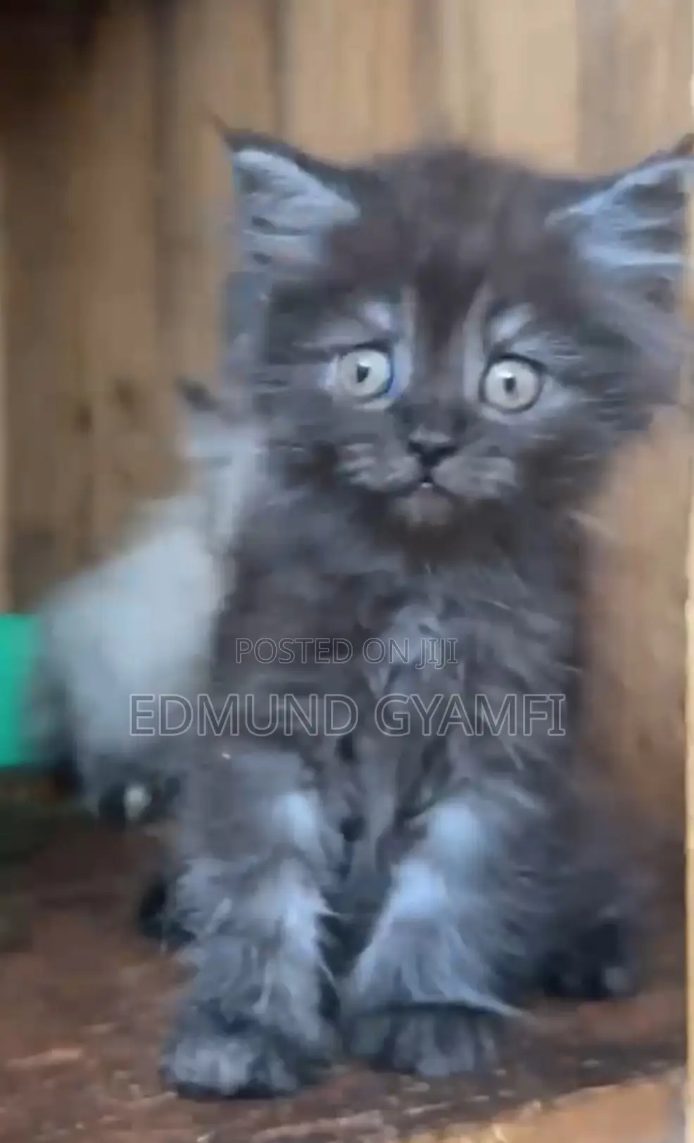 1-3 months Male Purebred Persian