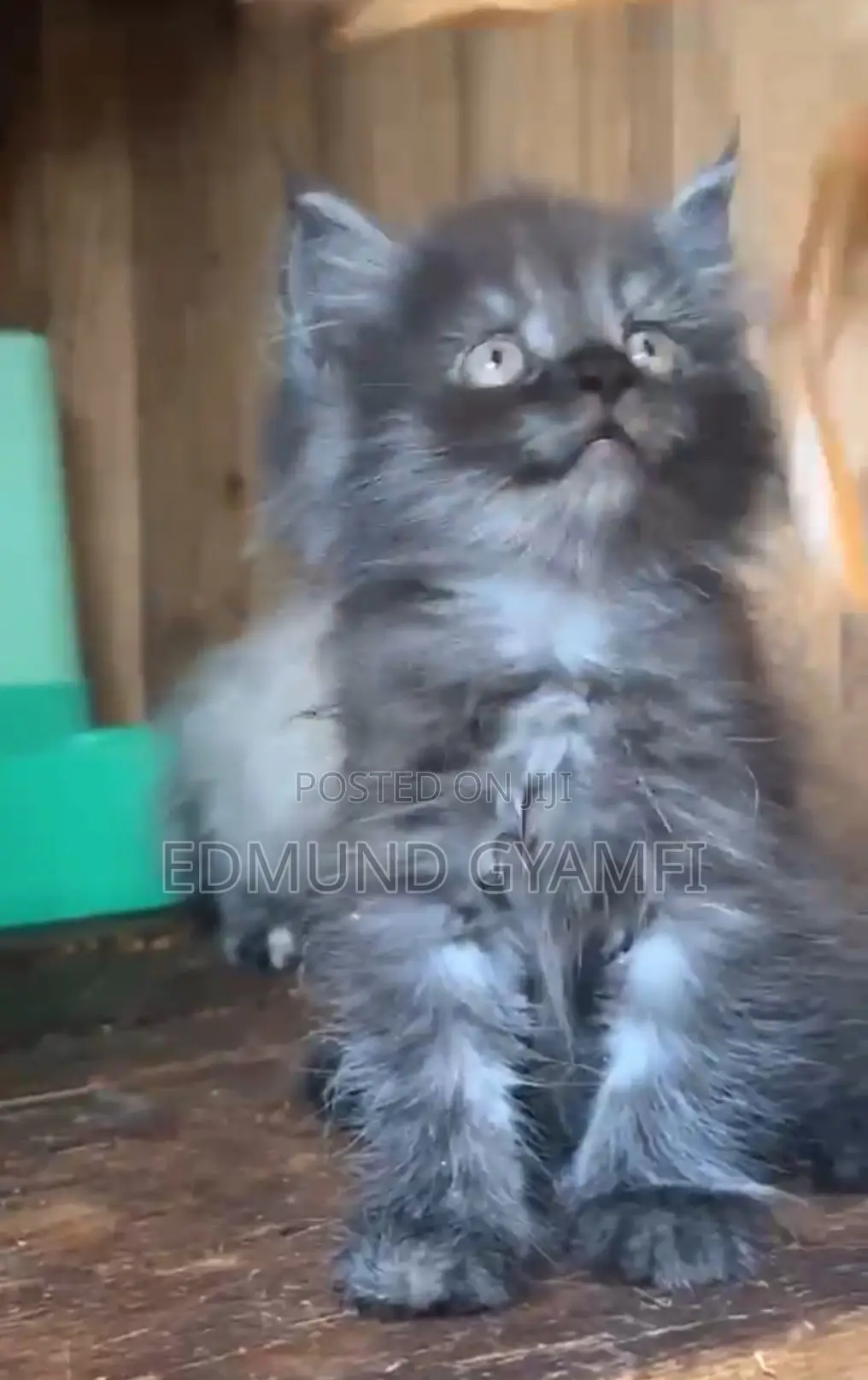 1-3 months Male Purebred Persian