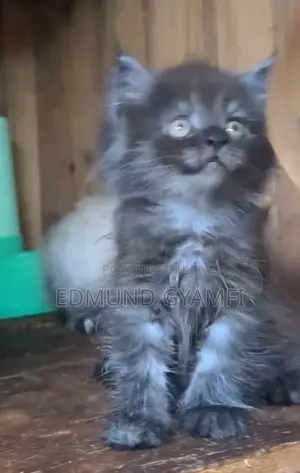 1-3 months Male Purebred Persian