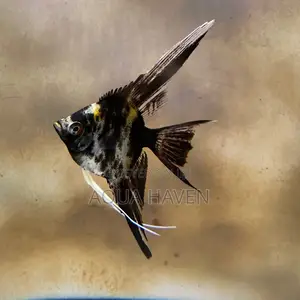 Marble Angel Fish