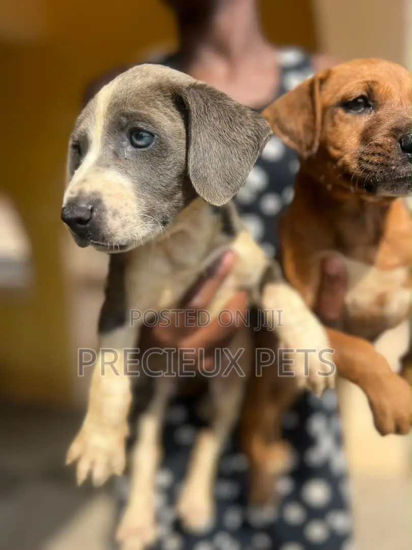 1-3 months Male Purebred American Pit Bull Terrier