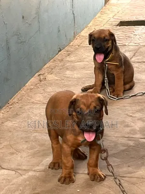 1-3 months Female Purebred Boerboel