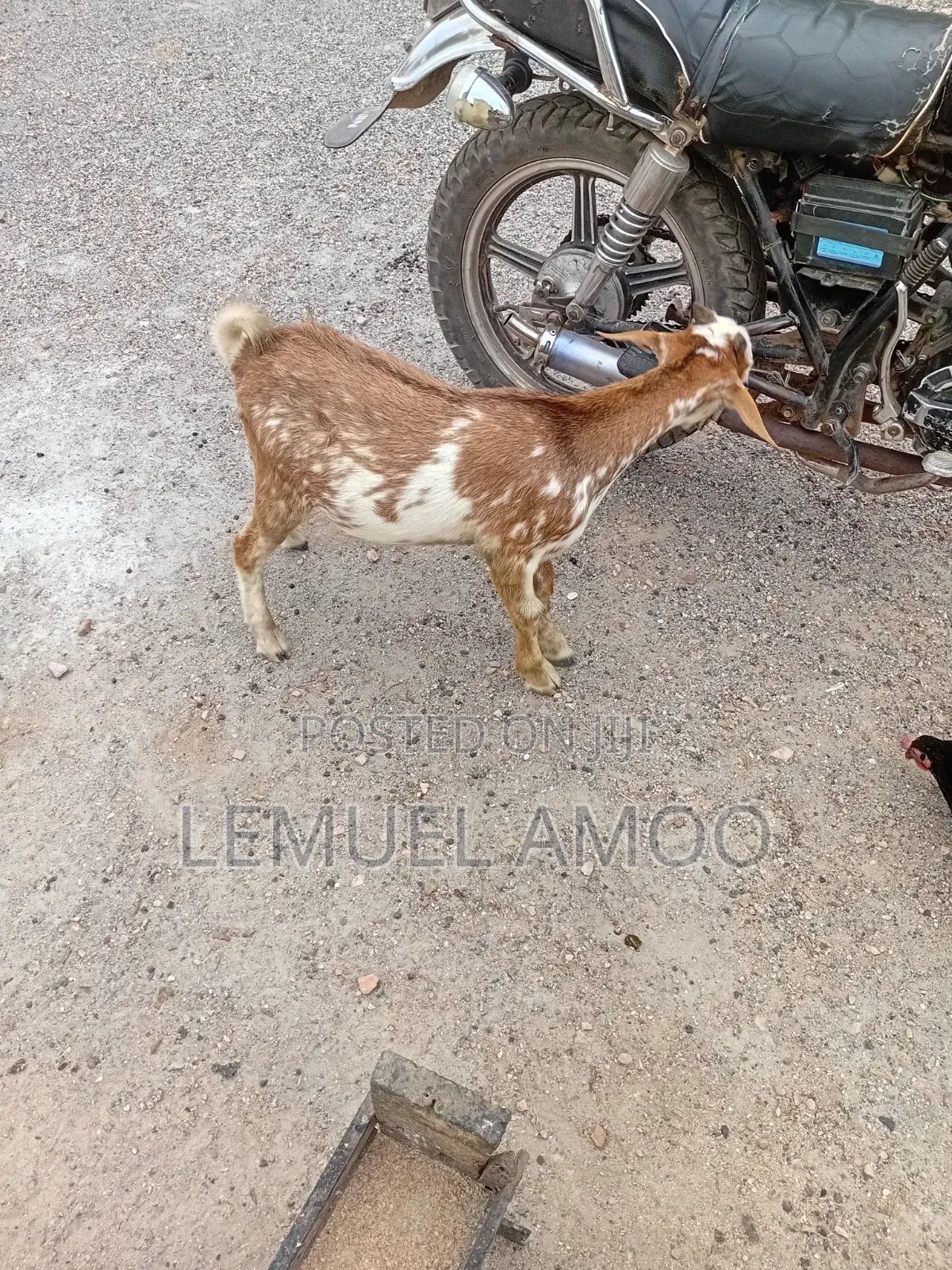 Goat for Breeding or Meat Purposes