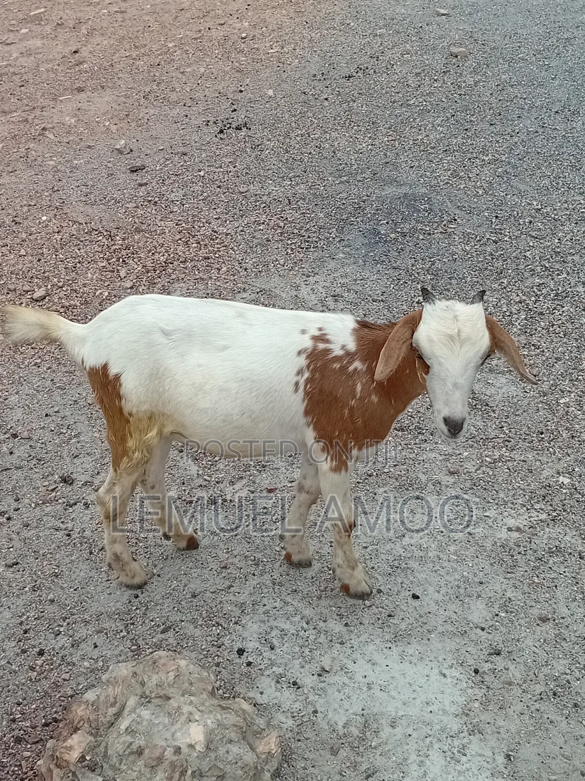 Goat for Breeding or Meat Purposes