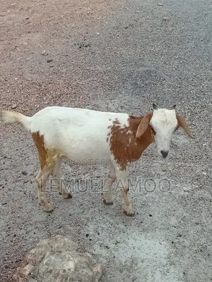 Goat for Breeding or Meat Purposes