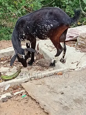 Goat for Breeding or Meat Purposes