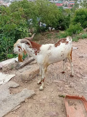 Goat for Breeding or Meat Purposes