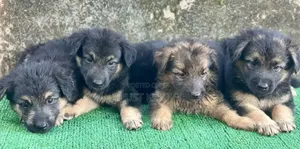 1-3 months Female Purebred German Shepherd
