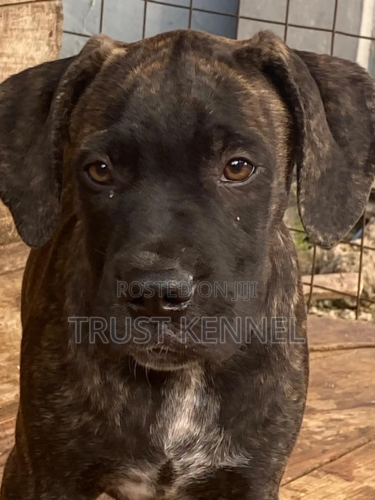 1-3 months Male Purebred Boerboel