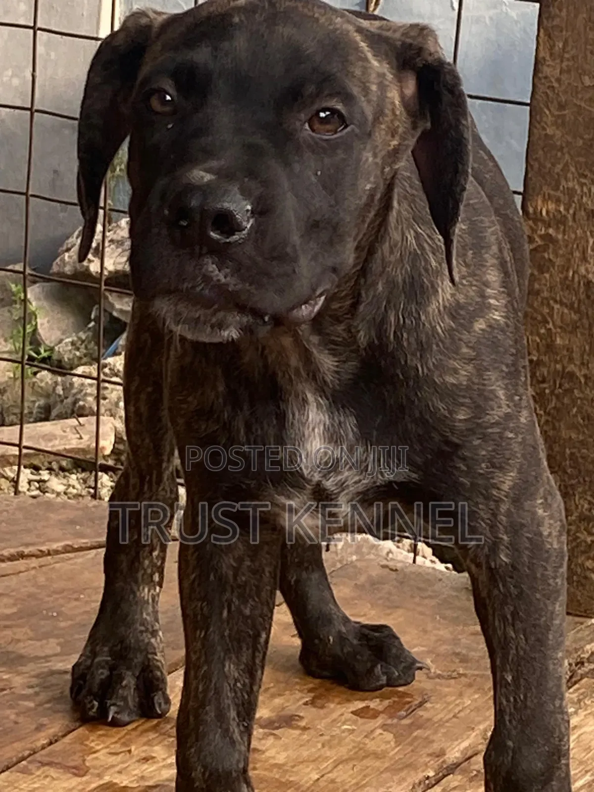 1-3 months Male Purebred Boerboel