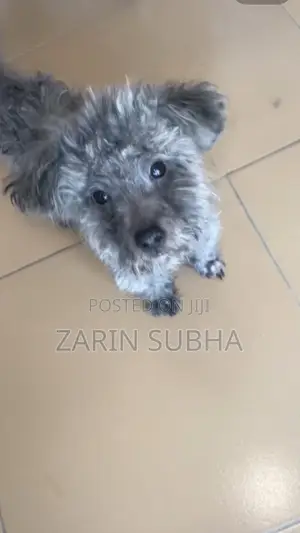 1-3 months Male Purebred Poodle