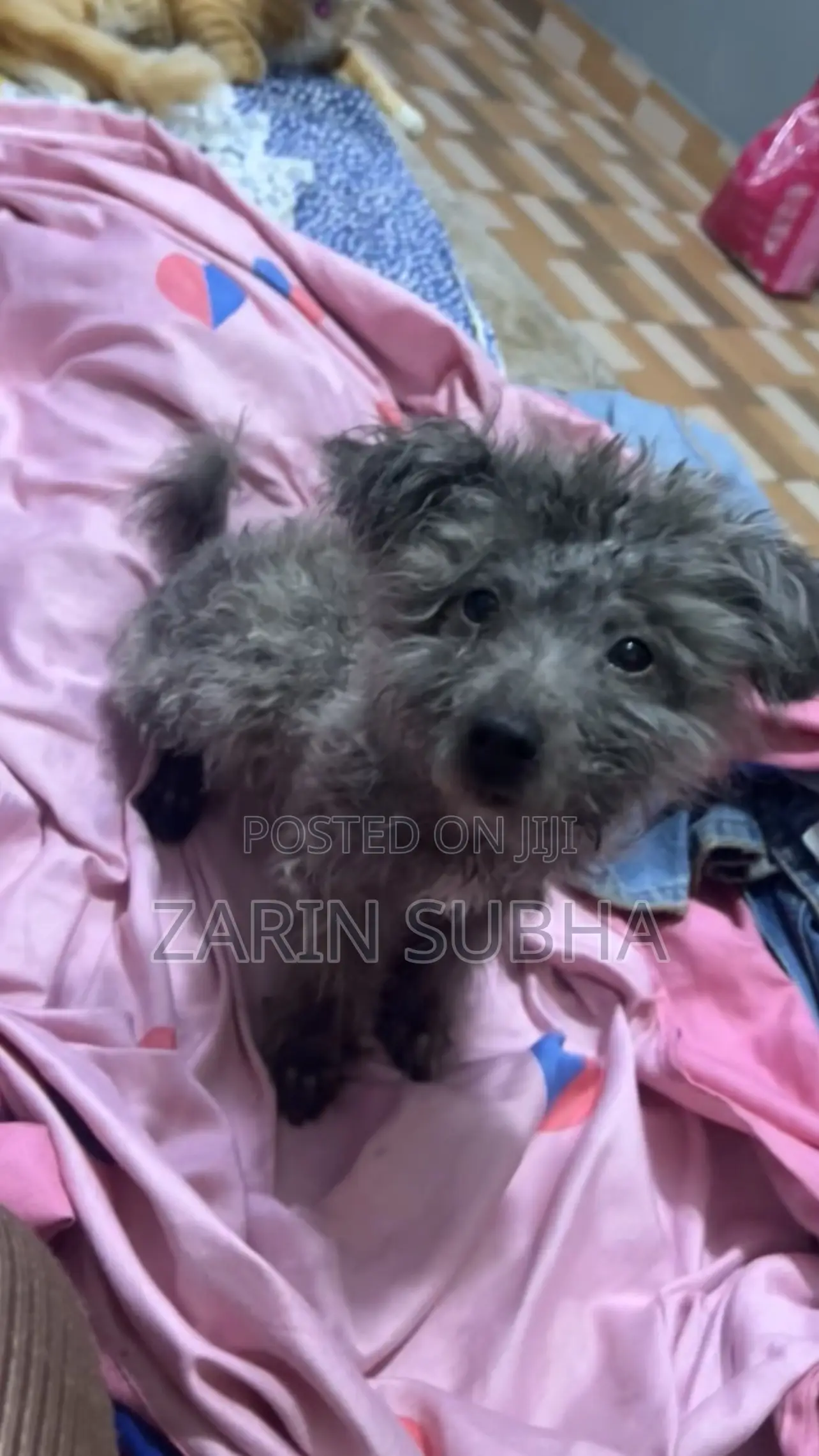 1-3 months Male Purebred Poodle