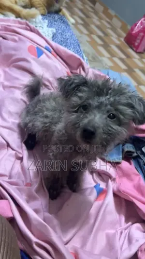 1-3 months Male Purebred Poodle